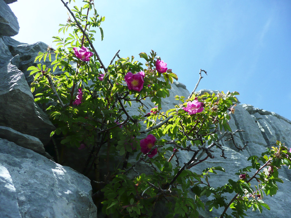 Rosa pendulina / Rosa alpina